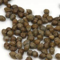 Capers
