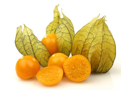 Physalis